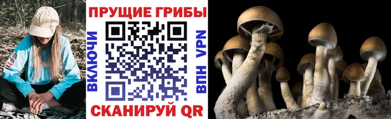 Псилоцибиновые грибы MAGIC MUSHROOMS  KRAKEN маркетплейс  Ужур 